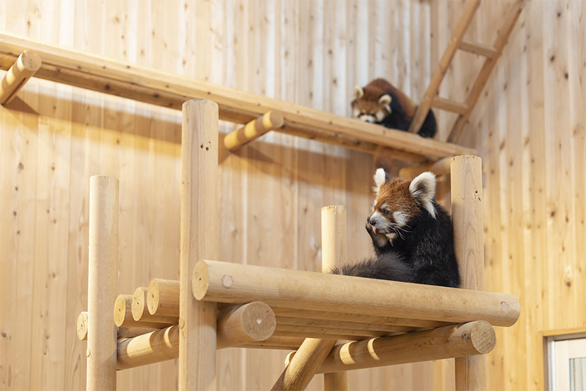 とにかくかわいい！鯖江市西山動物園「レッサーパンダのいえ」