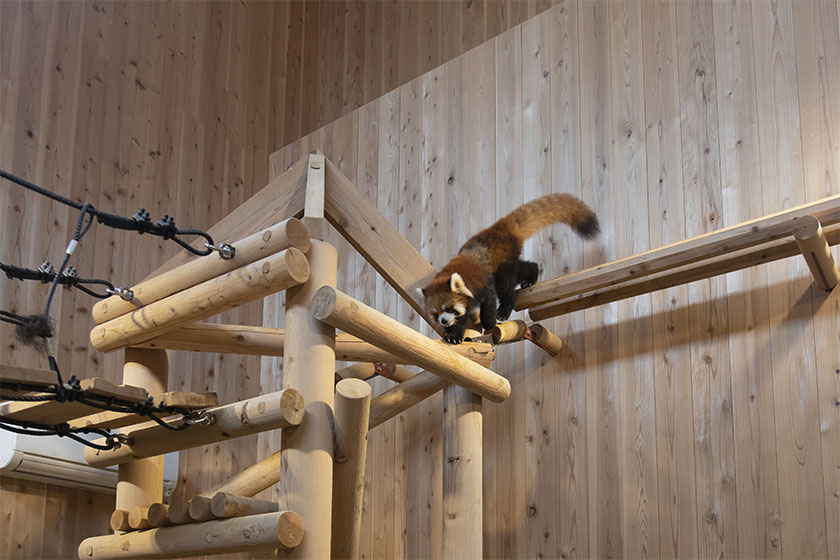 とにかくかわいい！鯖江市西山動物園「レッサーパンダのいえ」